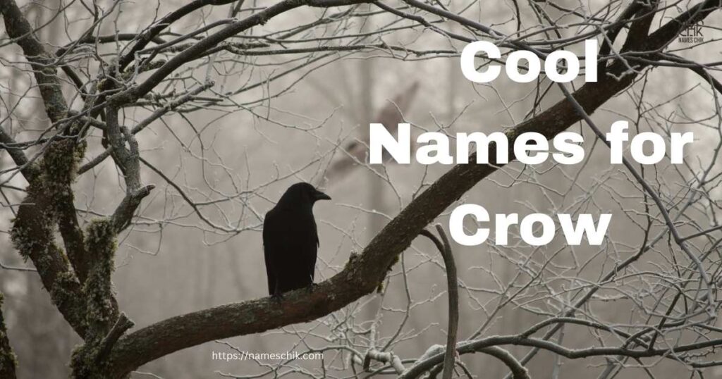 Cool Names for Crow