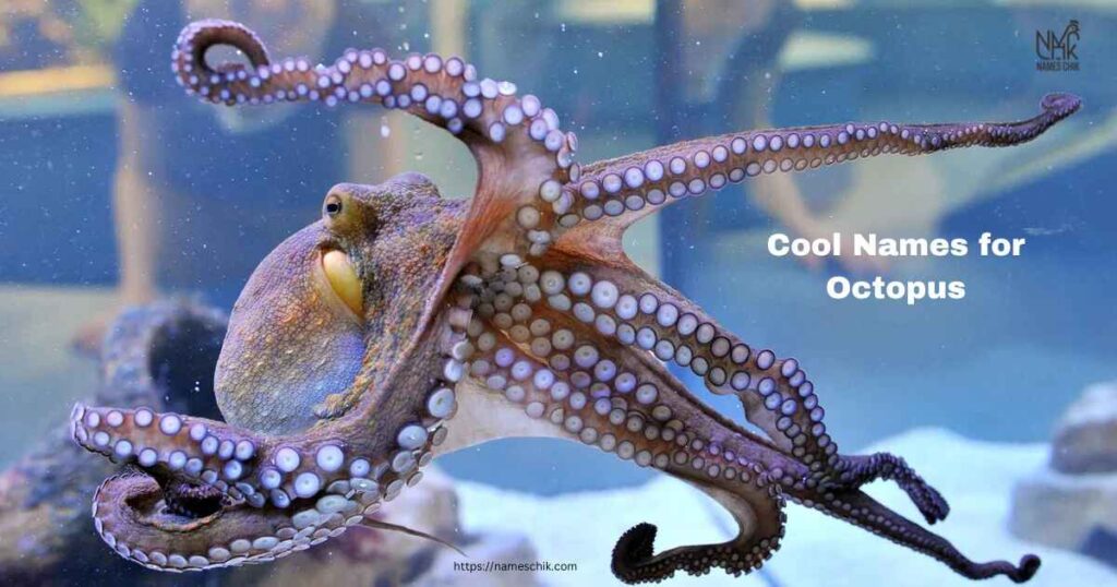 Cool Names for Octopus