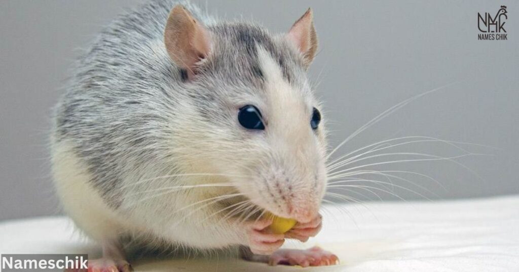 Best Names for Rats