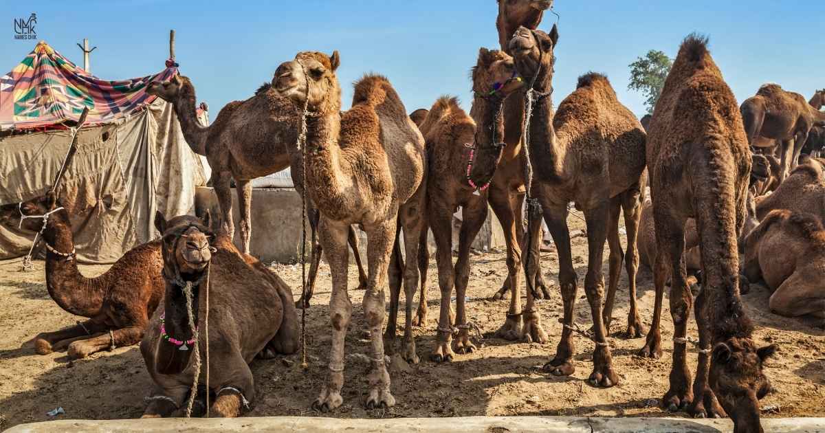 Famous Names for Camel