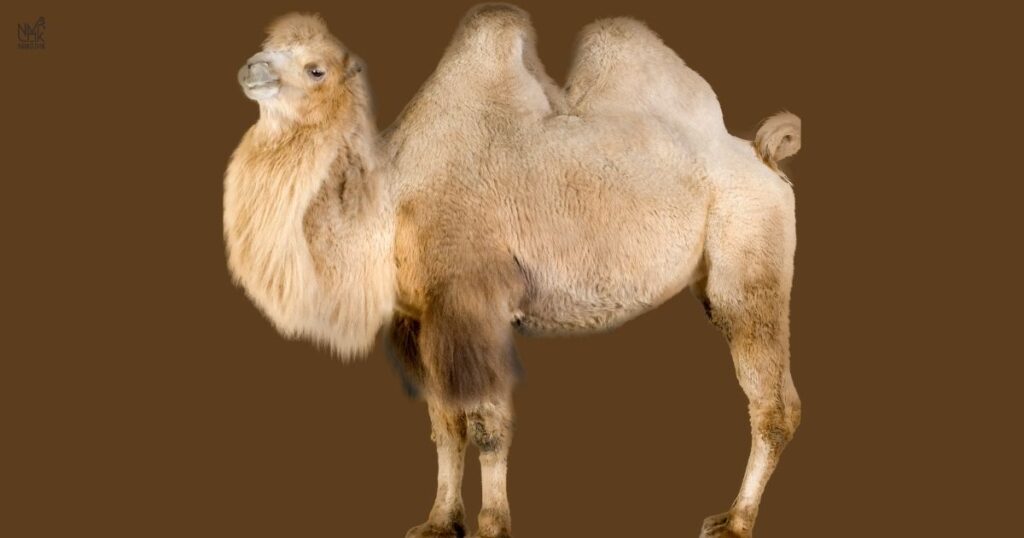 Famous Names for Camel 