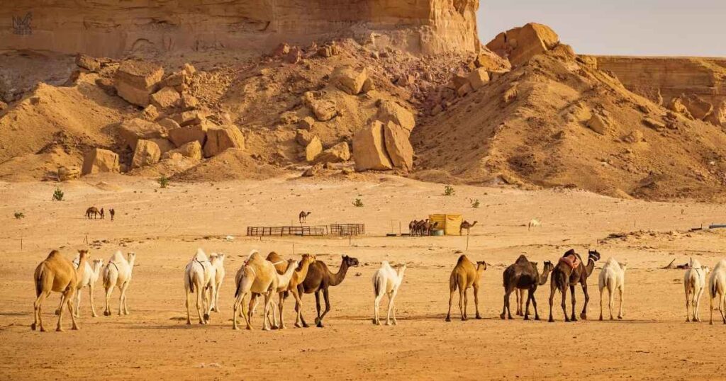 _Names for Camels