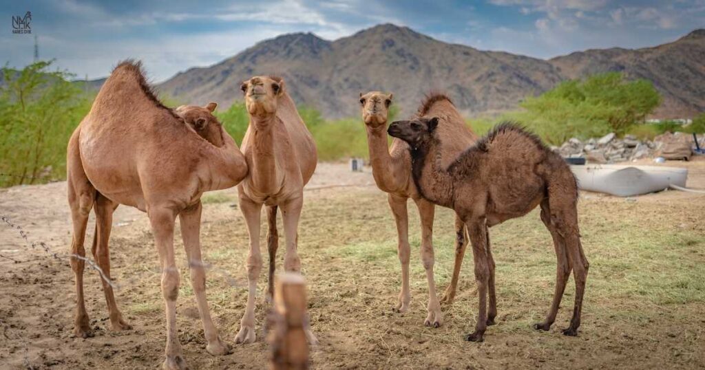 _Names for Camels