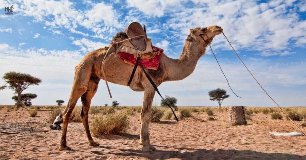 _Names for Camels