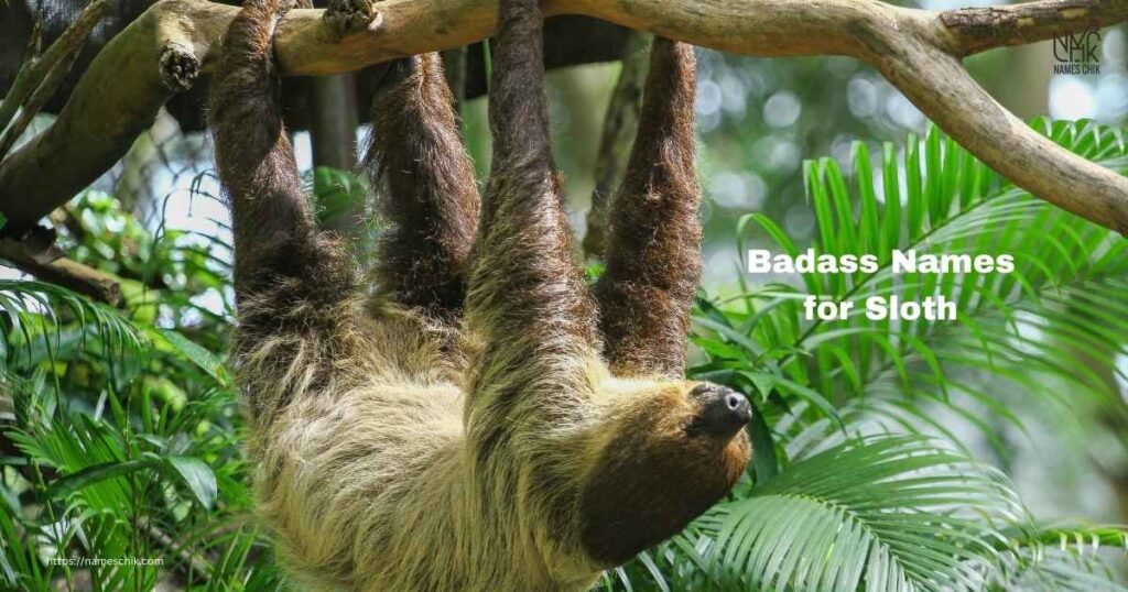 Badass Names for Sloth