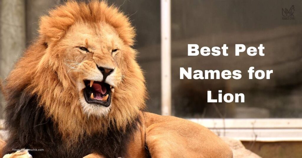 Best Pet Names for Lion
