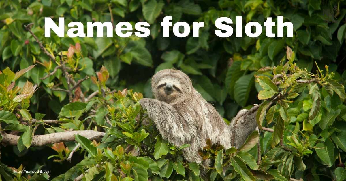 Best Pet Names for Sloth