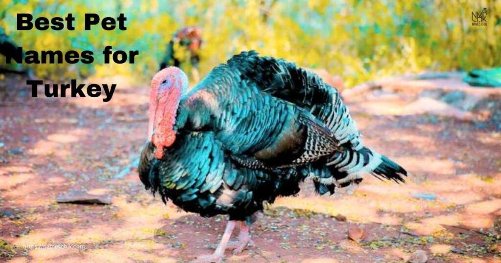 Best Pet Names for Turkey