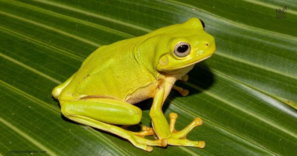 Cute Frog and Toad Names