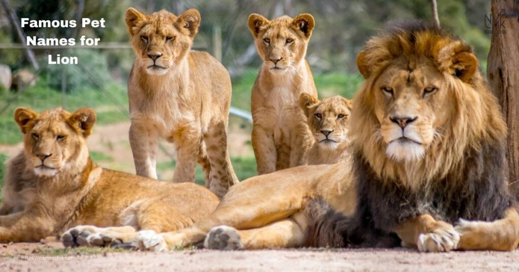 Famous Pet Names for Lion