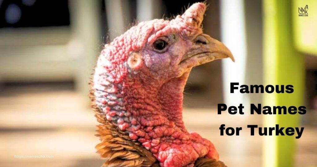 Famous Pet Names for Turkey