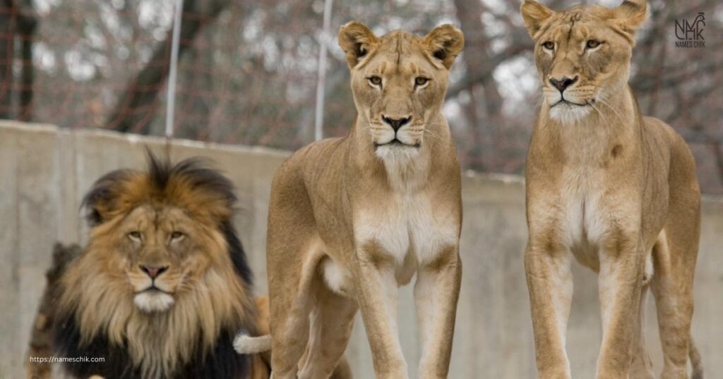 Fearless Names for Your Lion That Inspire Leadership