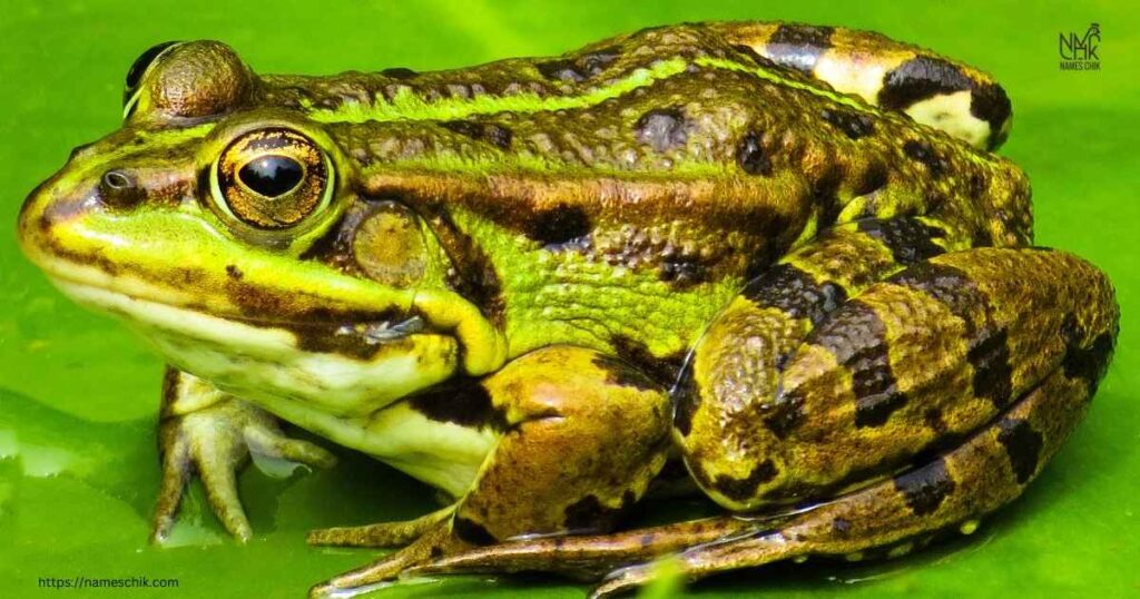 Female Frog and Toad Names