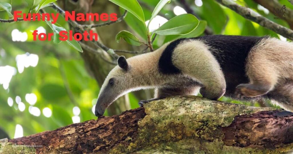 Funny Names for Sloth