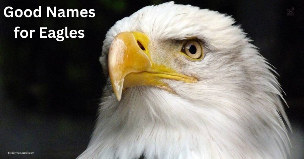 Good Names for Eagles