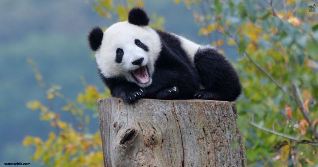 Cool Panda Names