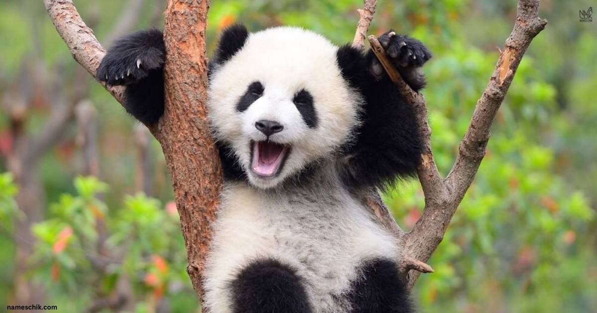 Cute And Catchy Panda Names