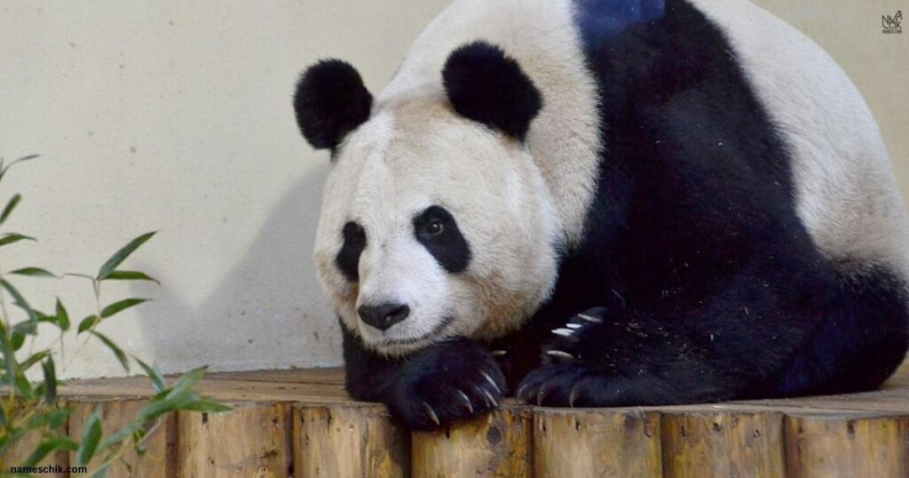 Female Panda Names