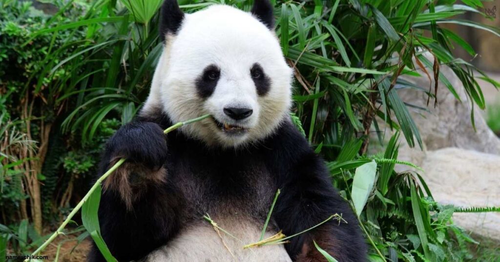 Giant Panda Names
