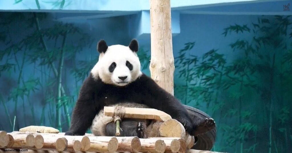 Nicknames For Panda